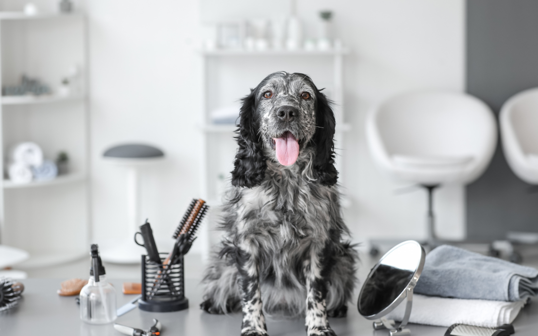 Pet Grooming Tools: What Every Pet Owner Should Have