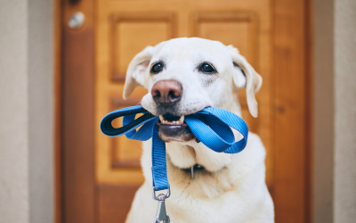 Pet Safety Gear: Harnesses, Leashes, and More to Keep Your Pet Safe