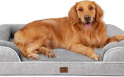 BEST CARE FOR MEDIUM-SIZE DOGS